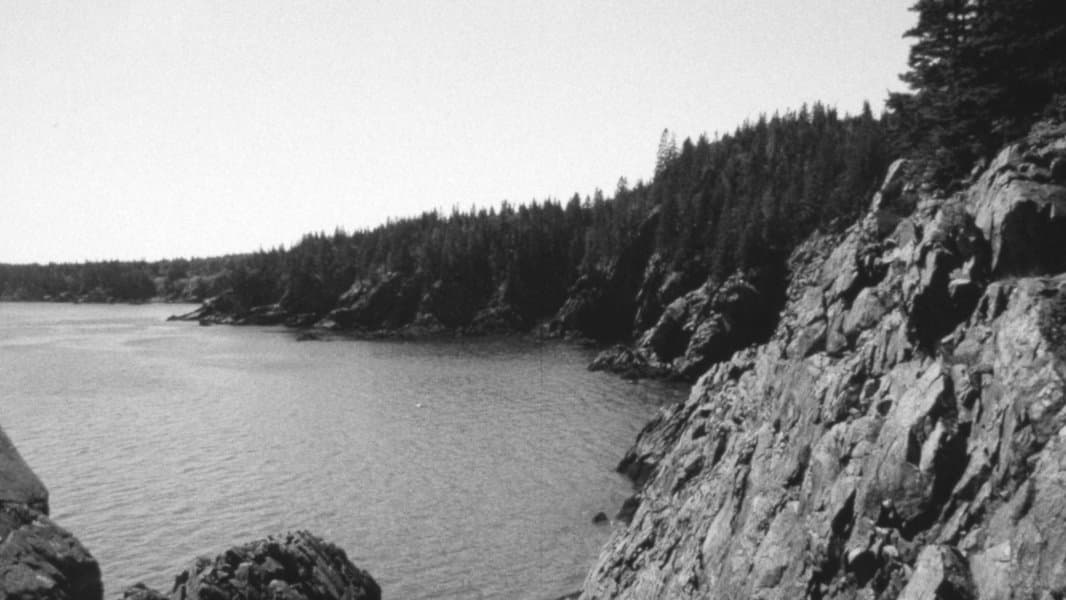 The Forest and the Sea