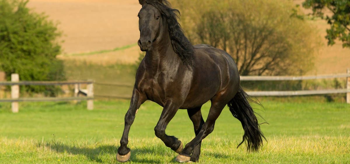 The Adventures of Black Beauty