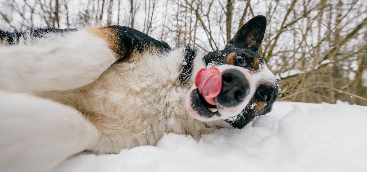 World's Funniest Animals