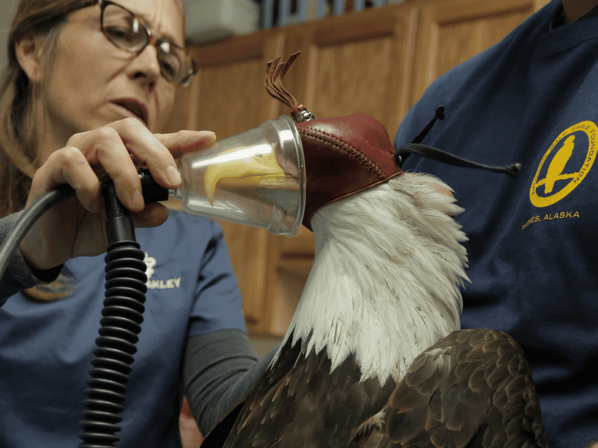 Dr. Oakley, Yukon Vet