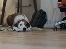 Ned the Dog
