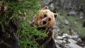 Bozo the Bear