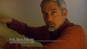 Stephen R. Palumbi