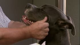 The Big Dog Is Back