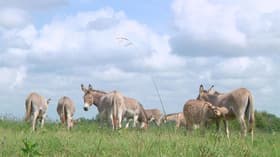 Donkeys and Dollars