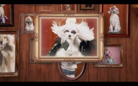 Dog Years