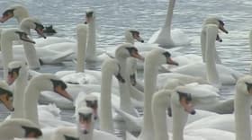 Swans