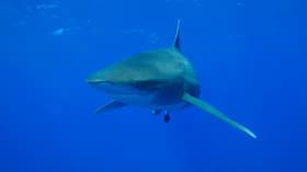 Ocean Deep
