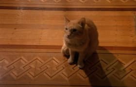 The Cat