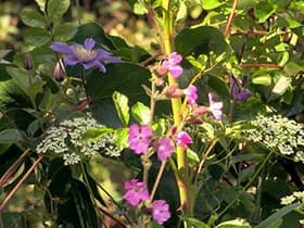 The Secret Garden