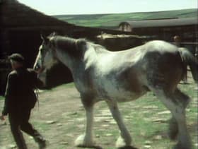 Horse Sense