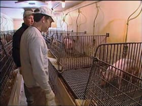 Pig Farmer