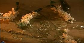 Someone Breaks Balraj's Favourite Vase