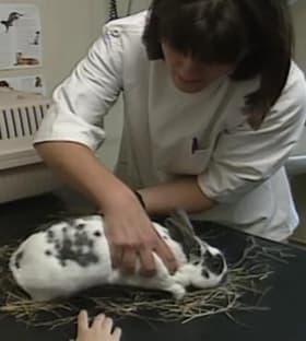 I Want to Be a Vet