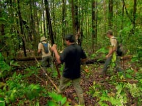 Gold Rush: Full Disclosure