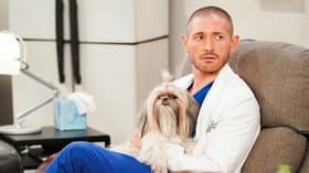 Therapy Dogs