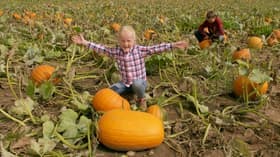 Pumpkins
