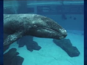 Whale of a Tale
