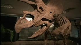 Raptor vs T-Rex