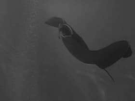 The Creature