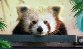 Pandamour?