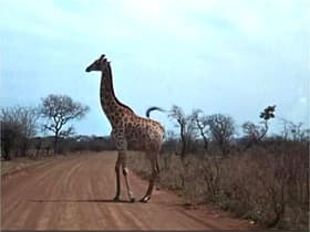 Trail of the Cheetah