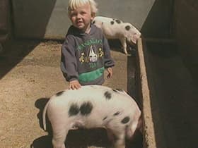 Piglets