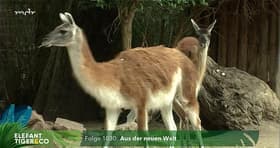 Aus der neuen Welt