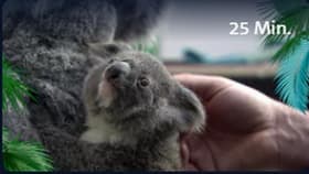 Eine Handvoll Koala