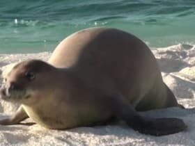 Hawaiian Monk Seals