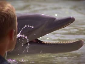 Dolphin Tales: Part 1