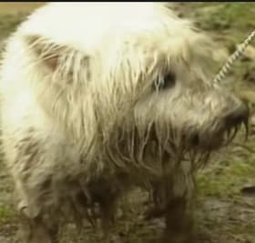 Dirty Dog