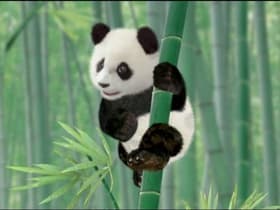 Save the Panda!/Save the Mouse!