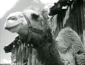 The Amazing Mr. Sinbad