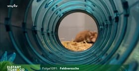 Feldversuche