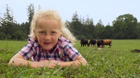 Cattle
