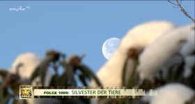 Silvester der Tiere