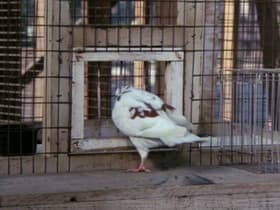 Flight on a Dead Pigeon