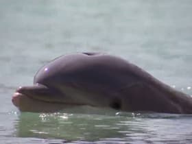 Dolphin Tales: Part 2