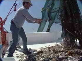 Shrimper