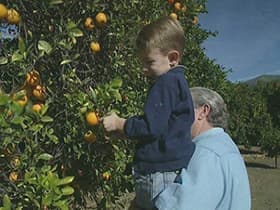 Orange Picking