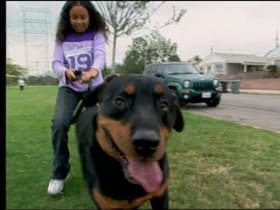 Jake and King