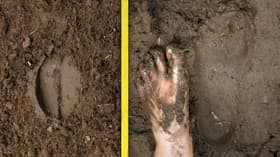 Animal Feet