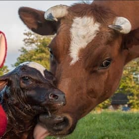 Cows and Calves