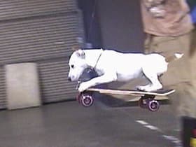 Animal Feats