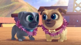 Hawaii Pug-Oh/A.R.F.