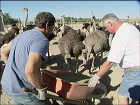 Ostrich Farmer