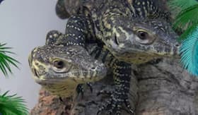 Tohuwabohu im Terrarium