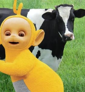 Yellow Cow