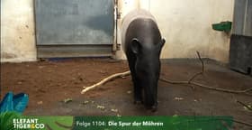 Die Spur der Möhren